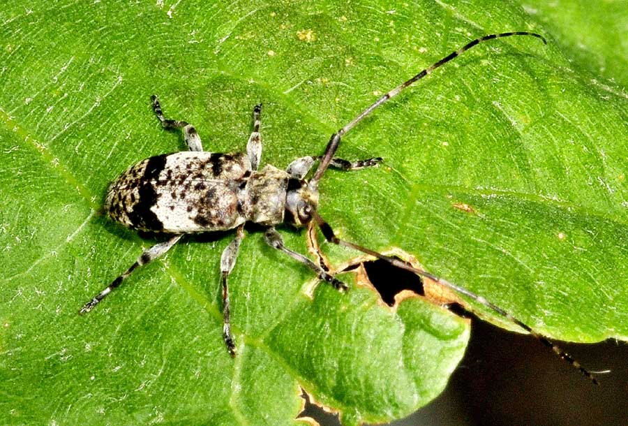 Cerambycidae:  Leiopus nebulosus, femmina